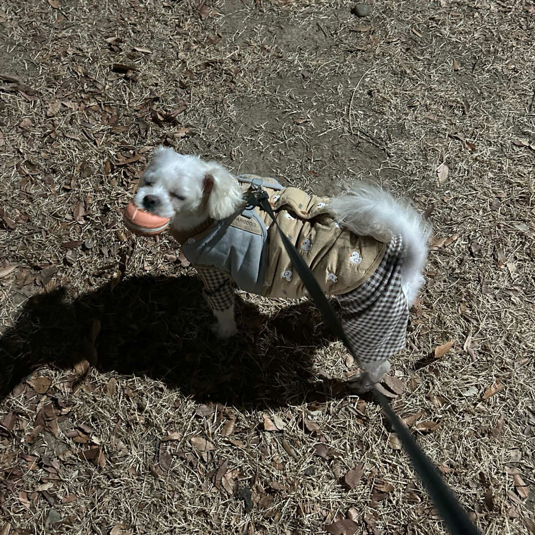 [라엘]사타니이