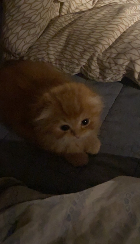 루씨냥이
