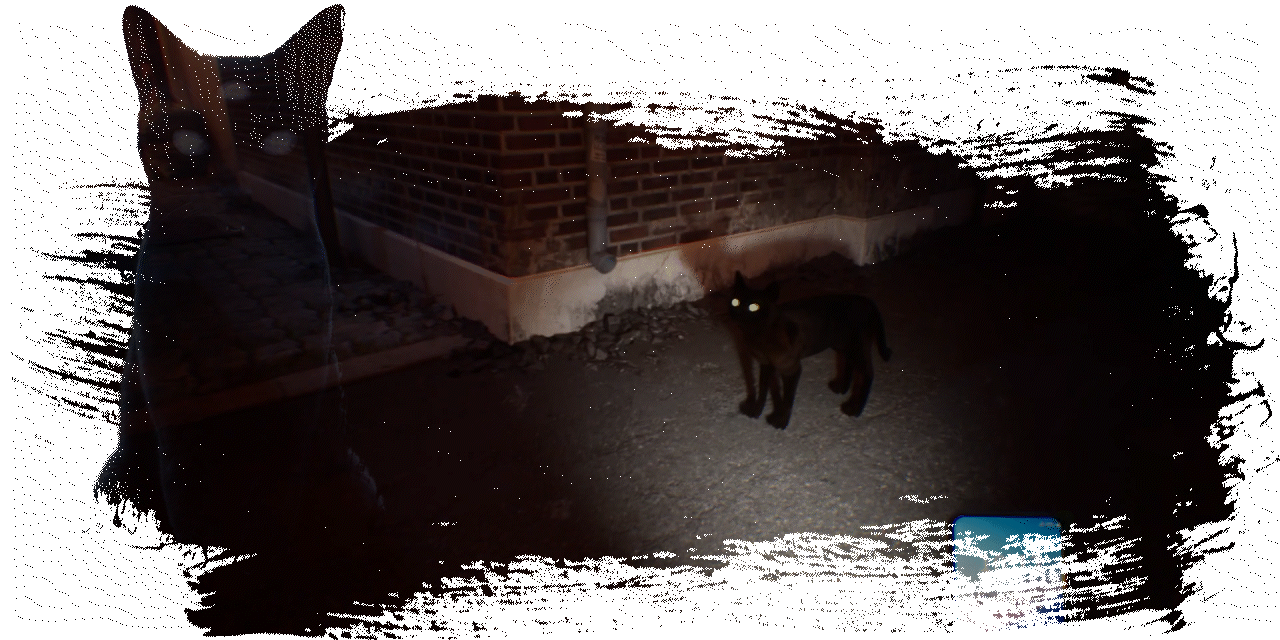 TheAlley_Gif_CatCat.gif